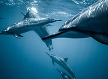 kaiyun体育网-新一届亚洲杯抽签仪式4月11日在利雅得举行